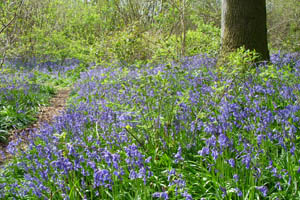 Winterslow Parish Council image